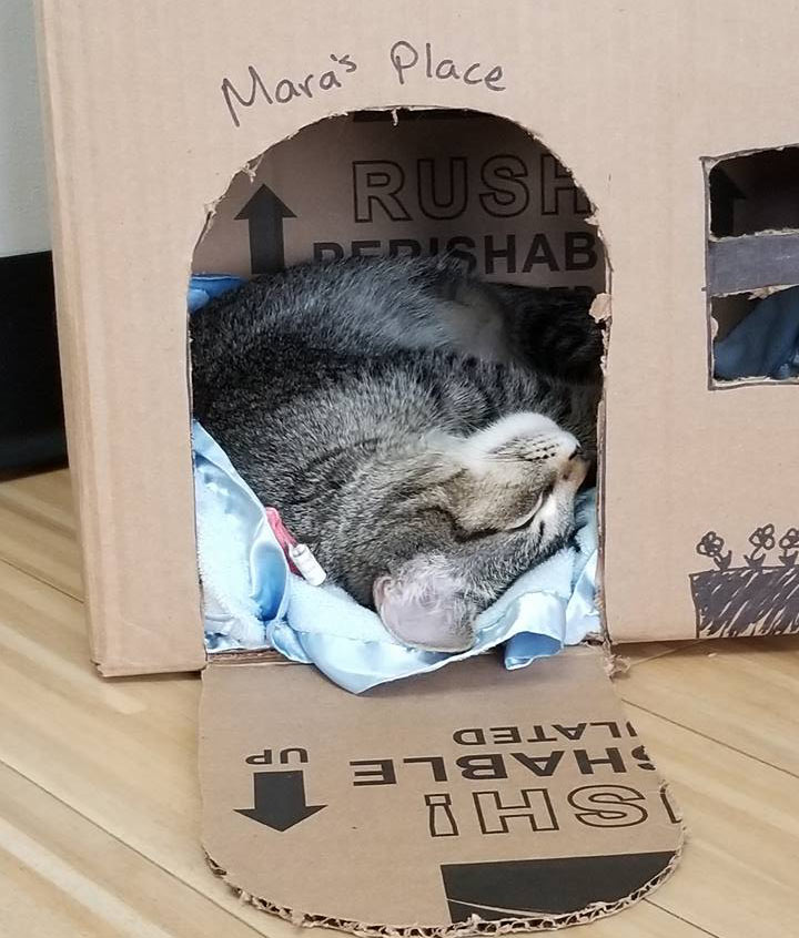 Indianapolis IN cat hospital